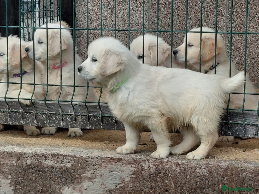 Golden Retriever dogs for sale: Golden Retriever Pups - Ready to go in Largs - Advert 4