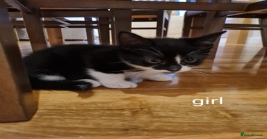 Mixed Breed cats - Advert 9