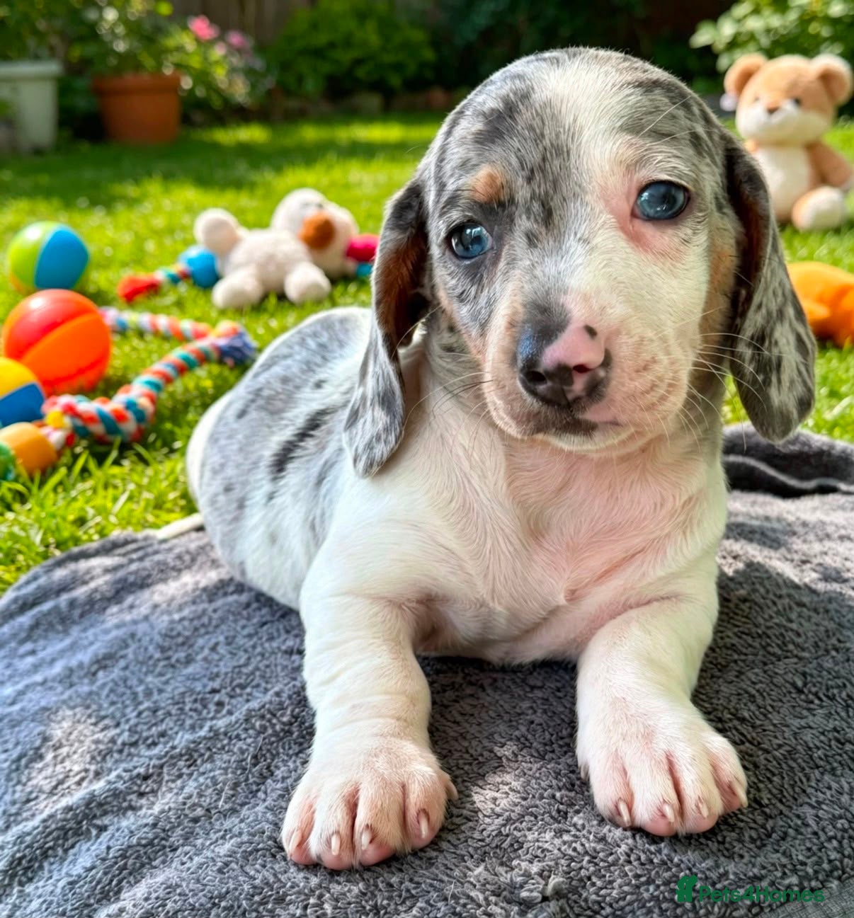 Miniature Dachshund dogs Gorgeous Miniature Dachshund Puppies -RKC - Advert 1