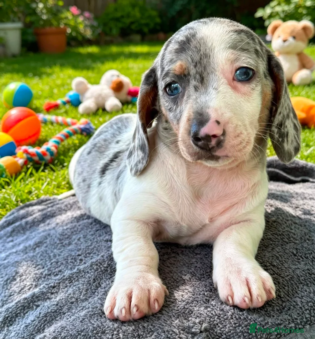 Miniature Dachshund dogs for sale: Gorgeous Miniature Dachshund Puppies -RKC - Advert 1