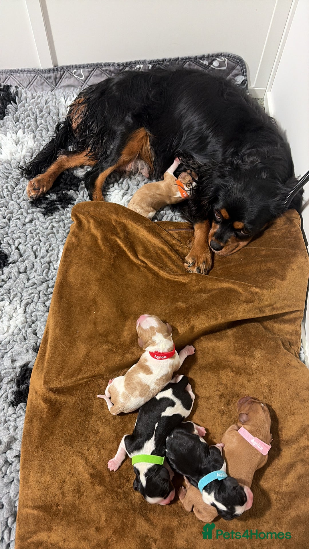 Cavalier King Charles Spaniel dogs for sale: Beautiful Cavalier King Charles Puppies - Advert 2