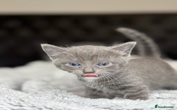 British Shorthair cats for sale: Our beautiful cute shorthair blue kittens - Image 15