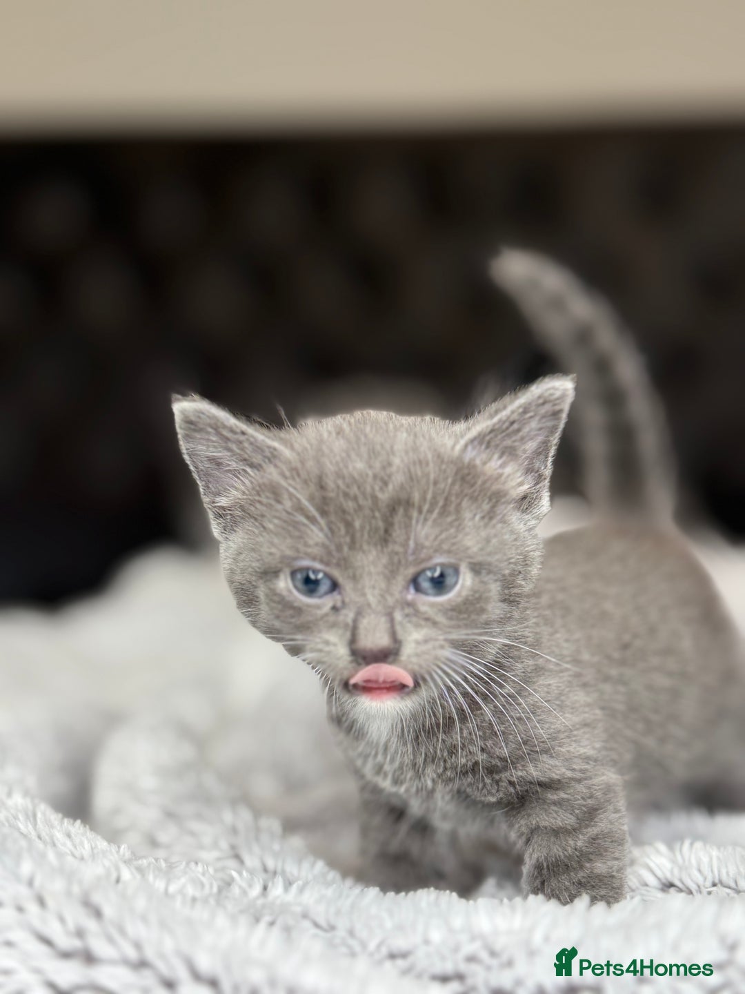 British Shorthair cats for sale: Our beautiful cute shorthair blue kittens - Image 15