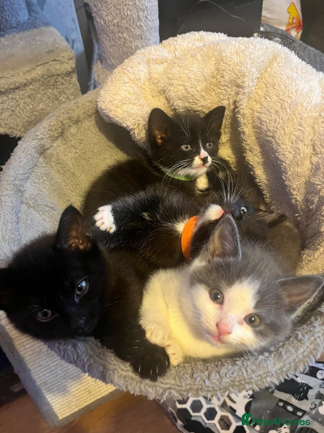 Mixed Breed cats for sale: 2 lovely/cutie male kittens, mothers half ragdoll - Advert 7