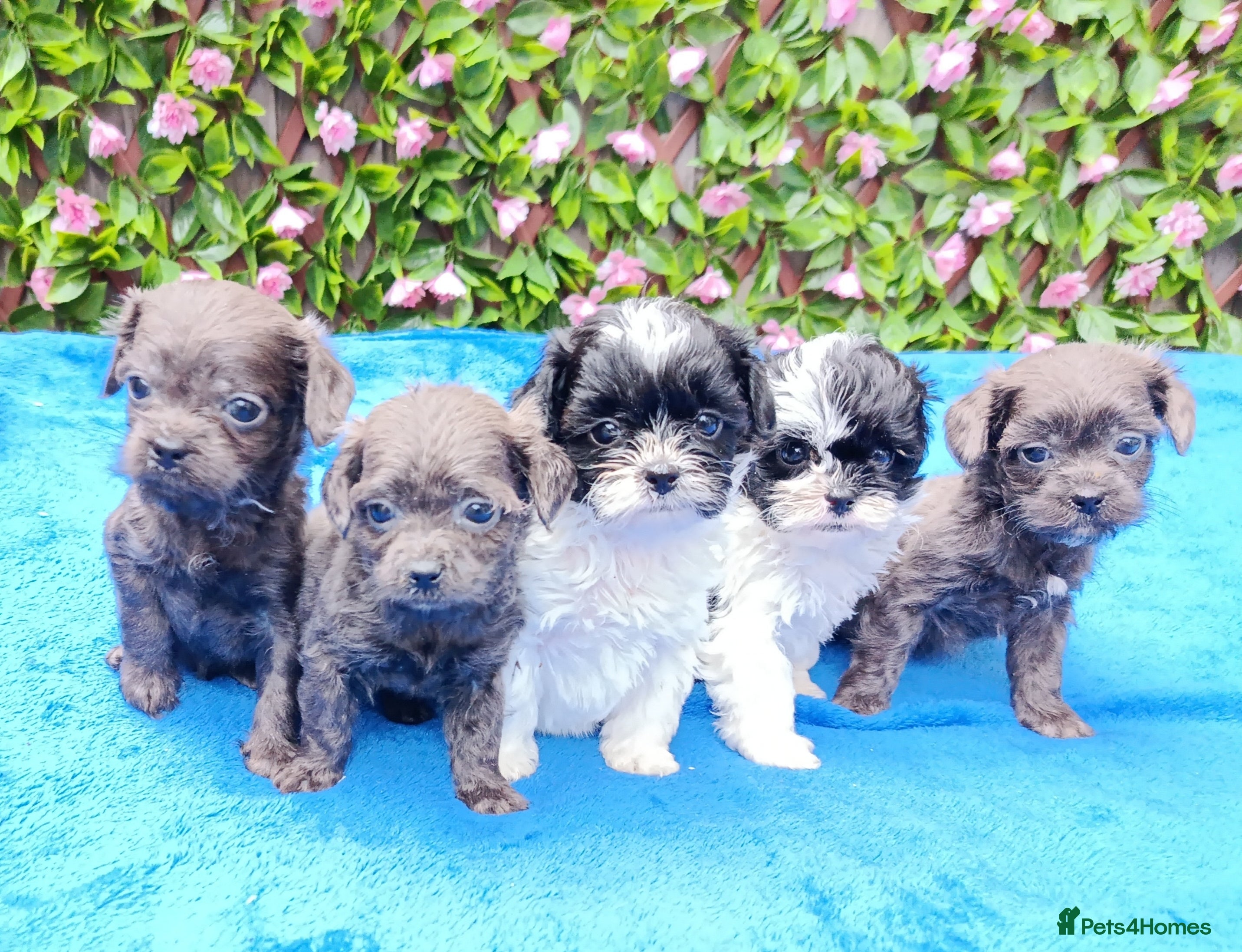 Mixed Breed dogs TOY FIRST GEN SHIHPOO PUPS PARENTS HEALTH TESTED  - Advert 1