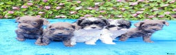 Mixed Breed dogs for sale: TOY FIRST GEN SHIHPOO PUPS PARENTS HEALTH TESTED  - Advert 2