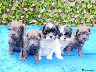 Mixed Breed dogs TOY FIRST GEN SHIHPOO PUPS PARENTS HEALTH TESTED - Advert 1