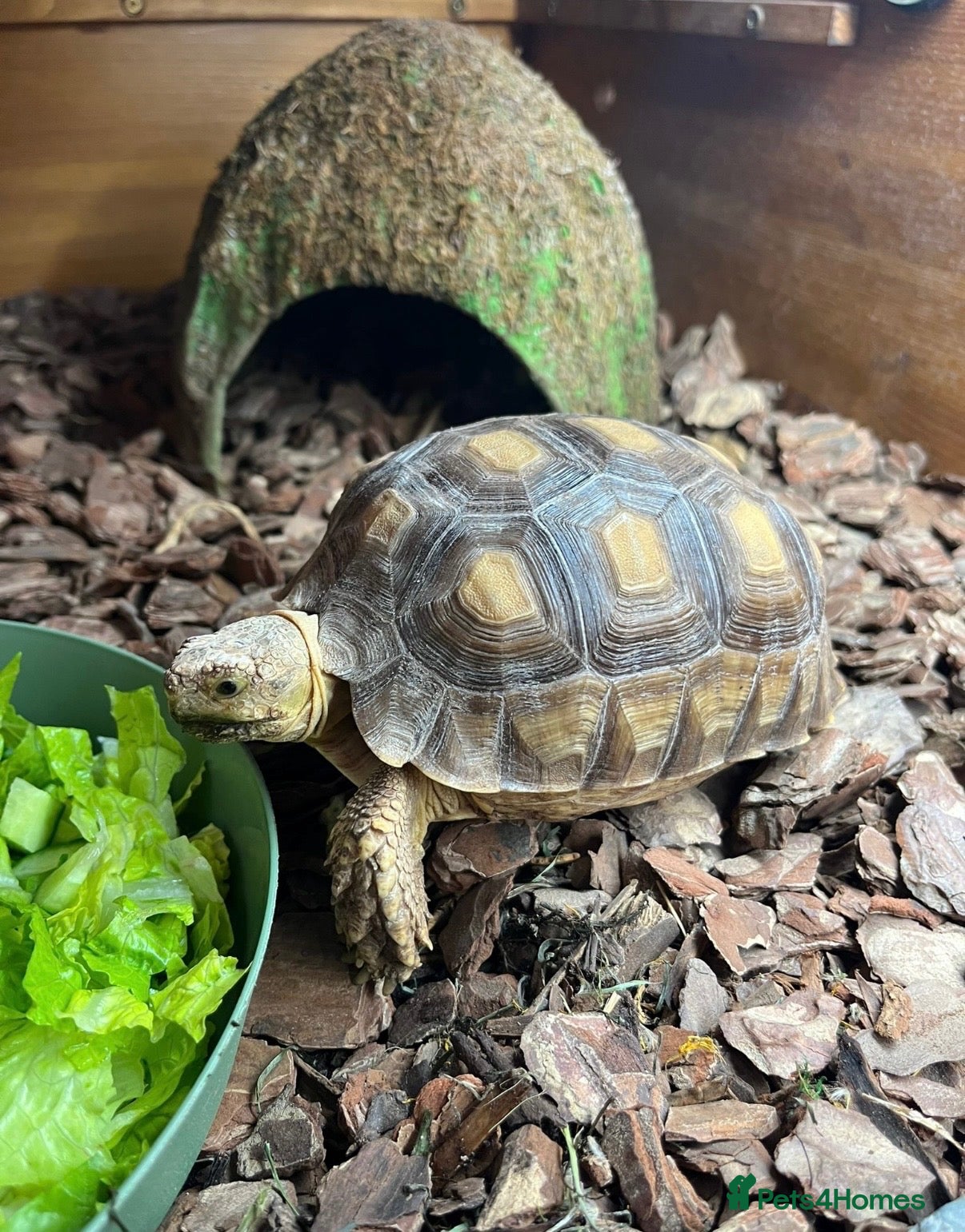 Tortoise reptiles Sulcata tortoise  - Advert 6