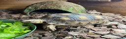 Tortoise reptiles for sale: Sulcata tortoise  - Advert 1