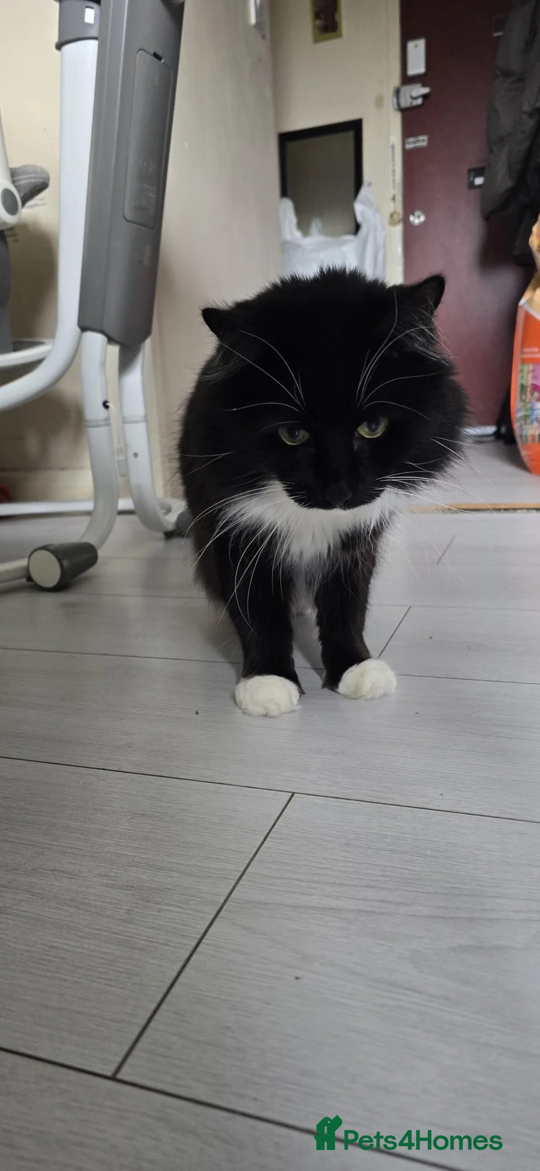 Mixed Breed cats for sale: 5 gorgeous mix kittens for sale  - Advert 15