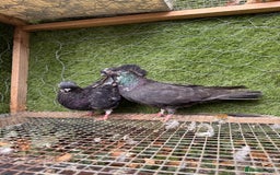 Pigeons birds for sale: Syrian pigeons for sale - Image 5