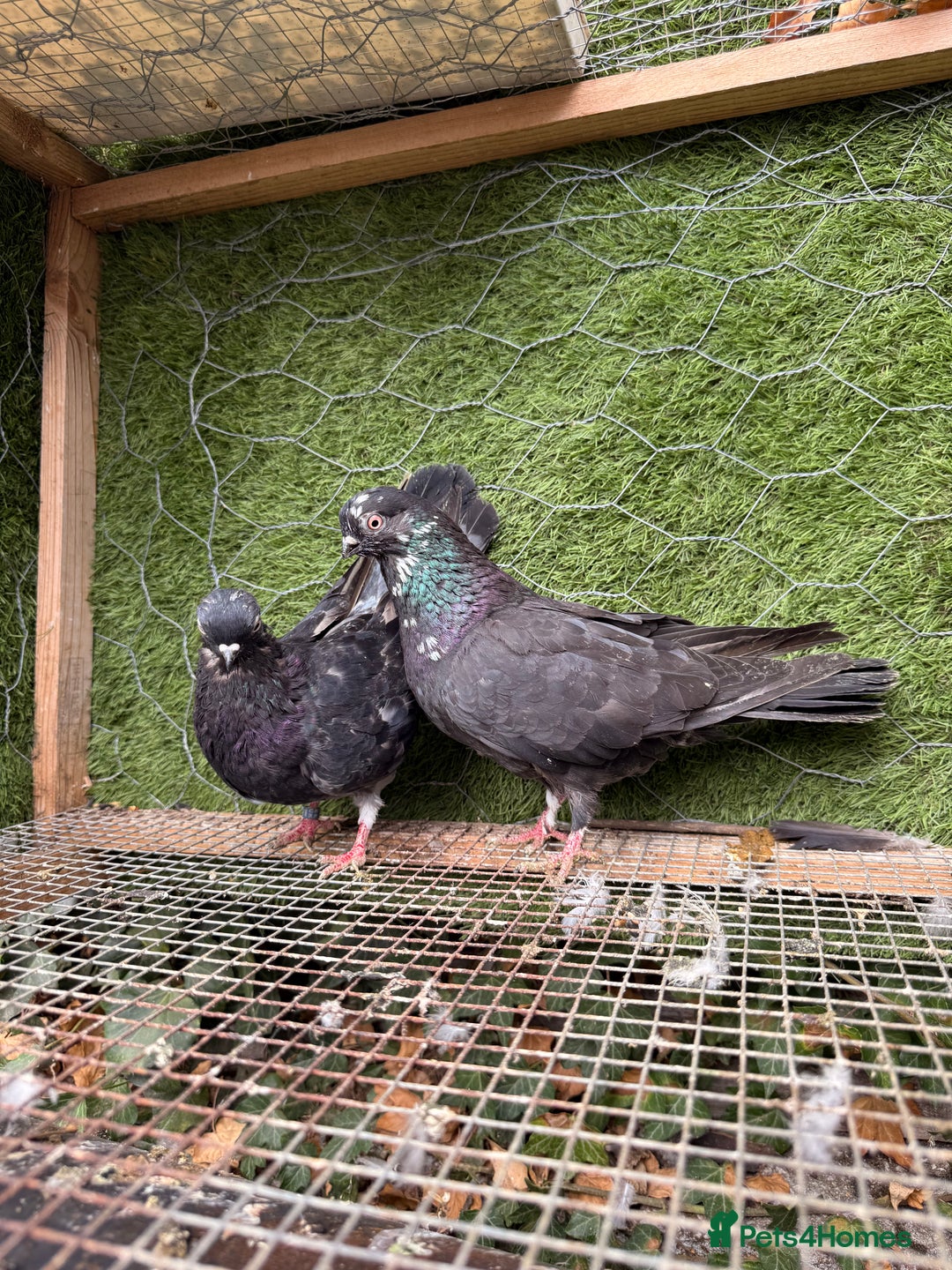 Pigeons birds for sale: Syrian pigeons for sale - Image 5