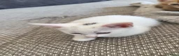 Mixed Breed cats for sale: Kittens - Advert 4