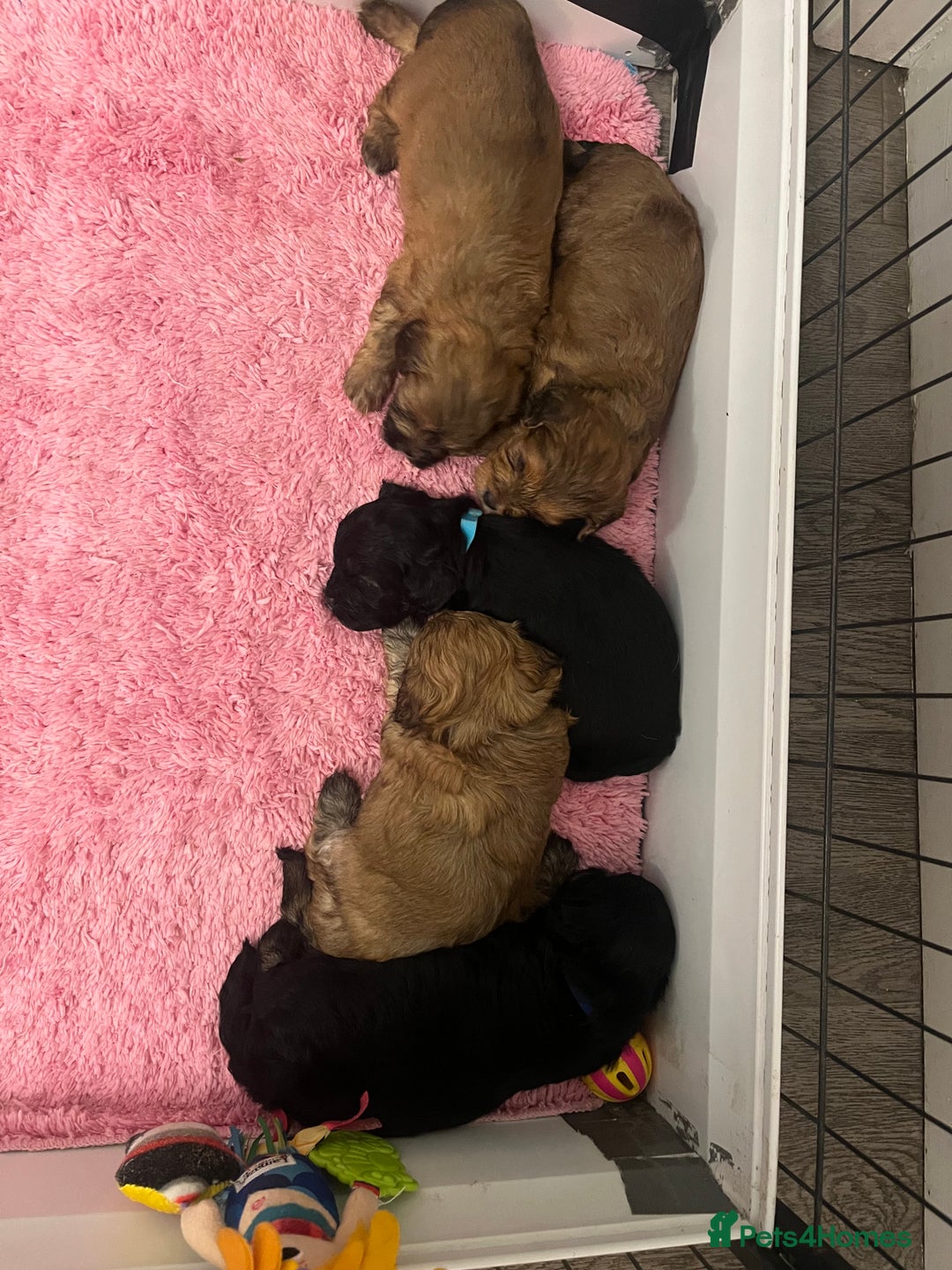 Lhasapoo dogs for sale: Lhasapoo pups - Advert 5