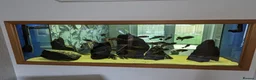 Cichlids fish for sale: Tropheus Red Rainbows  in Carnforth - Advert 2