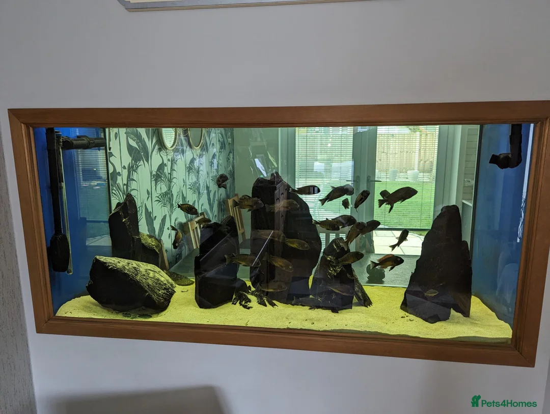 Cichlids fish for sale: Tropheus Red Rainbows  in Carnforth - Advert 2