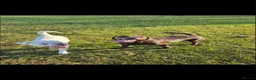 Mixed Breed dogs for sale:  RARE BREED boxador puppies for sale  in Sunderland - Advert 5