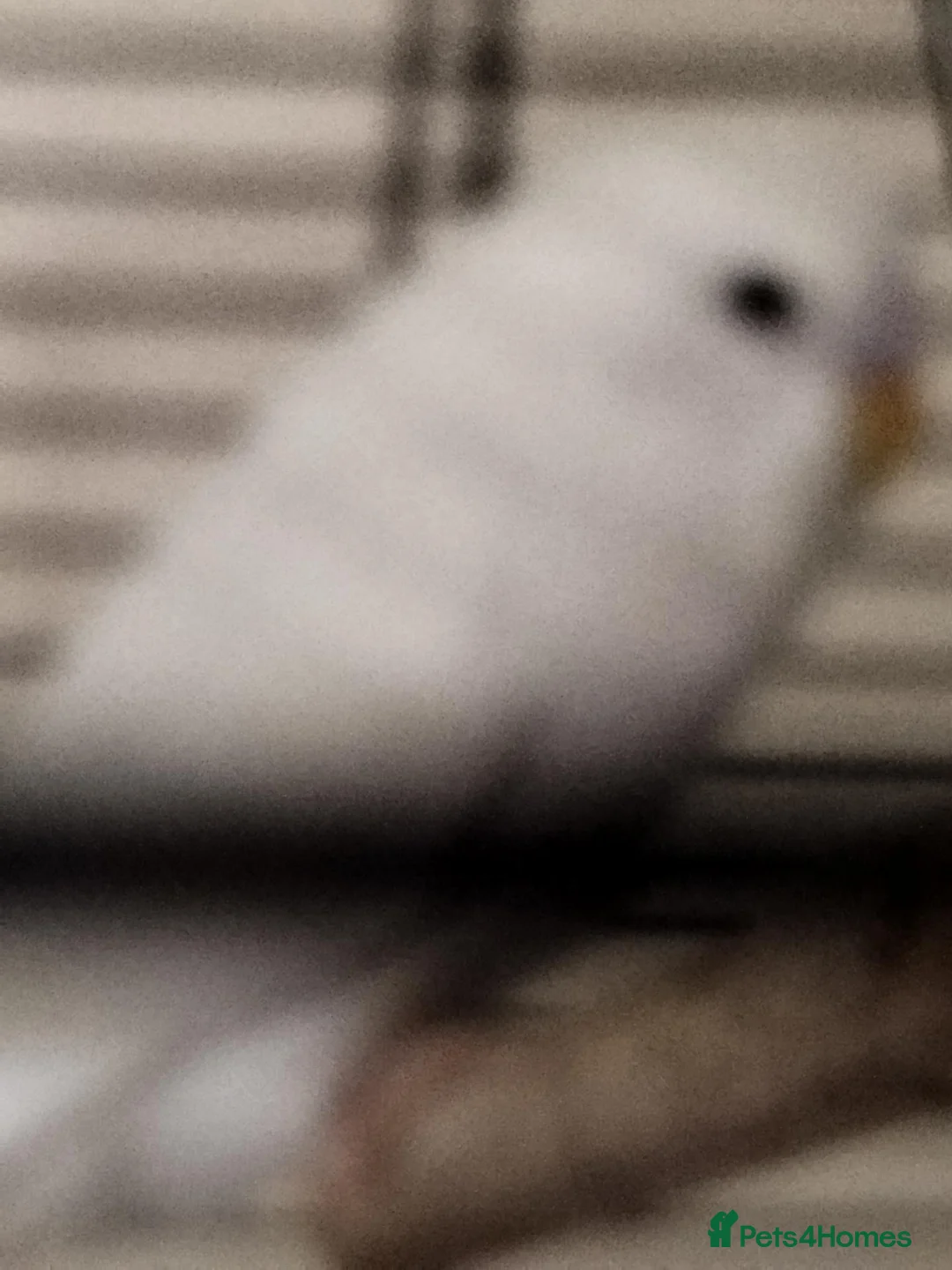 Budgerigars birds for sale: Beautiful budgies  in Gloucester - Advert 2
