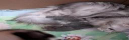 Siberian cats for sale: Siberian kittens  - Advert 3