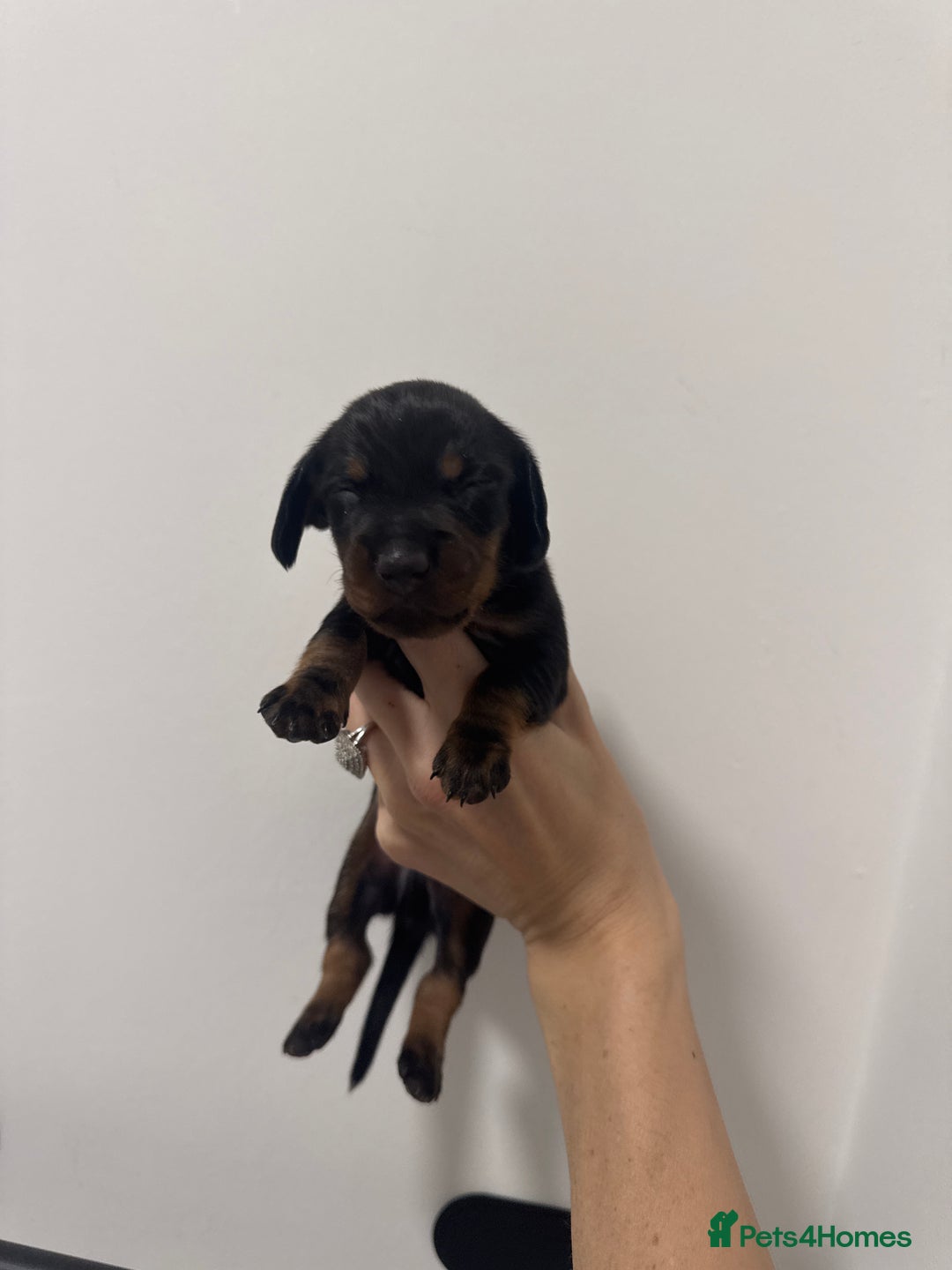 Miniature Dachshund dogs for sale: Stunning miniature dashaunds - Advert 2