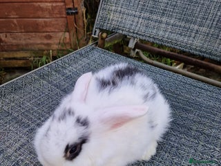 Mixed Breed rabbits 3 baby rabbits - Advert 17