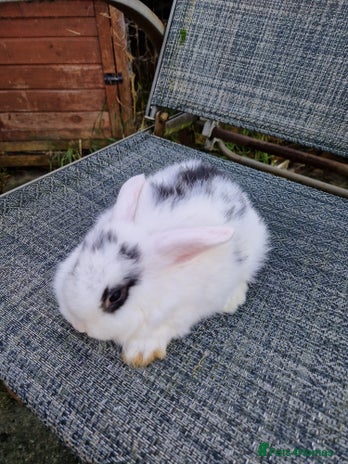 Mixed Breed rabbits 3 baby rabbits - Advert 4