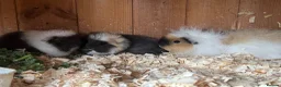 Guinea Pig rodents for sale: Beautiful pure bred Swiss guinea pig sows - Advert 6