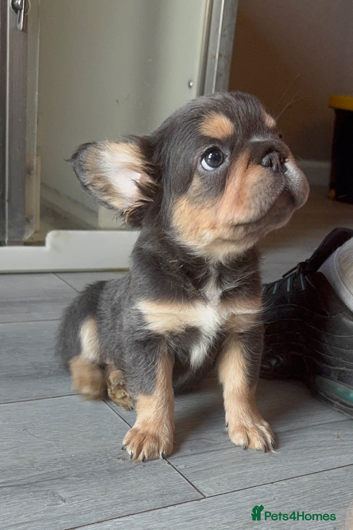 French Bulldog dogs Adorable fluffy frenchies - Advert 17