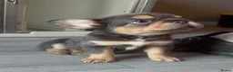 French Bulldog dogs for sale: Adorable fluffy frenchies - Advert 3