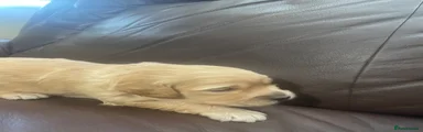 Goldendoodle 1