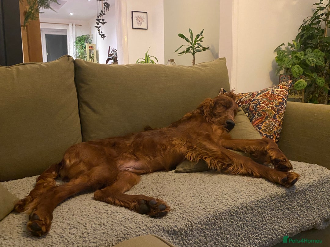 Irish Setter dogs for sale: Male Irish Red Setter 1 year old KC Reg - Image 7