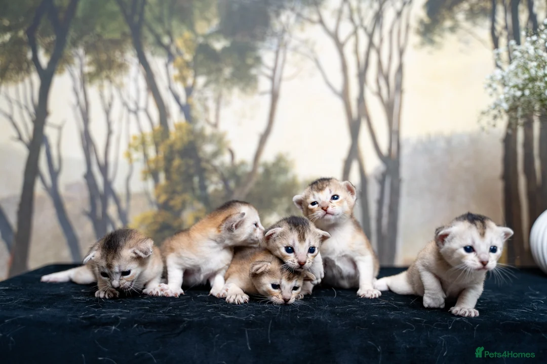 Abyssinian cats for sale: Exceptional Pedigree 6 Abyssinians-Super Friendly - Advert 22