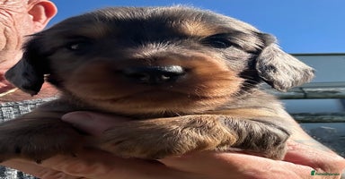 Dachshund dogs - Advert 4