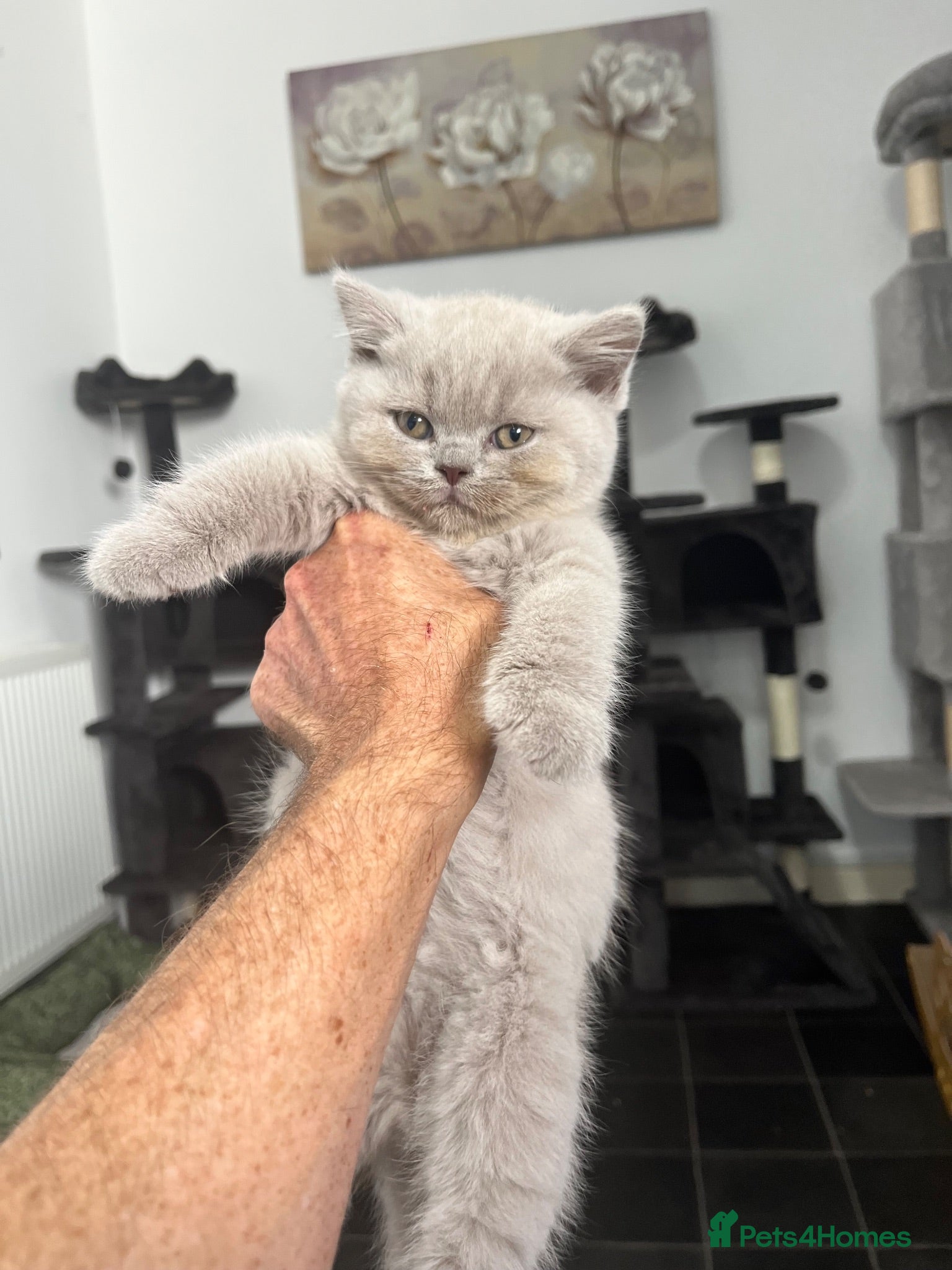 British Shorthair cats GCCF Imperial Grand Champion Parent & Grandparent - Advert 14