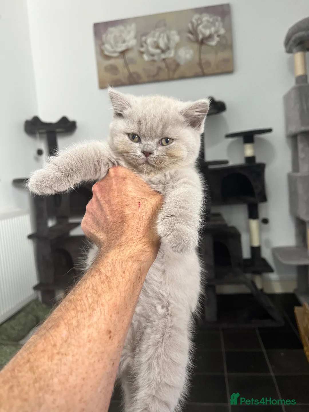 British Shorthair cats for sale: GCCF Imperial Grand Champion Parent & Grandparent in Deeside - Advert 2
