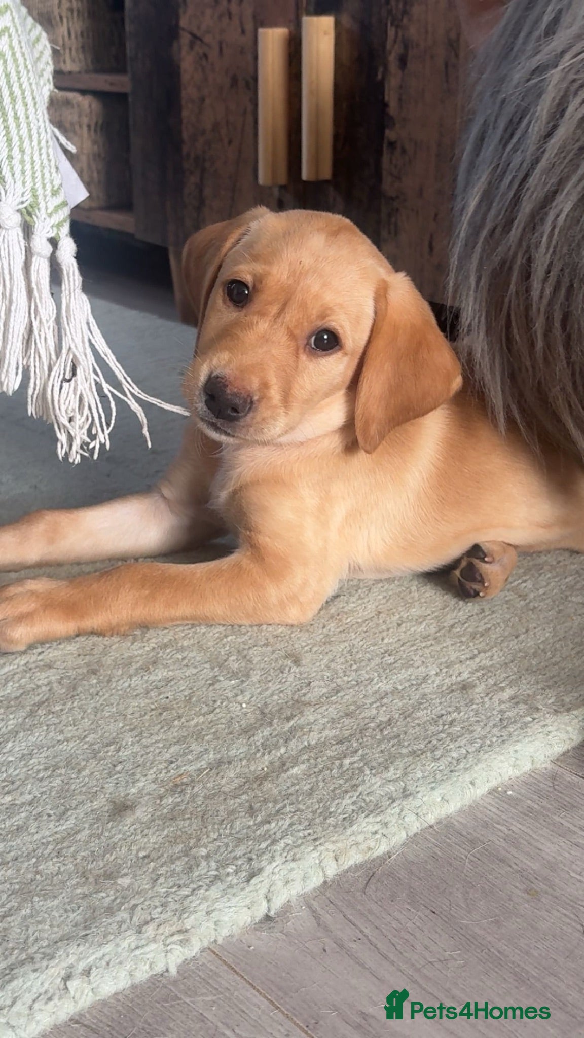 Labrador Retriever dogs One gorgeous girl left ready to leave now  - Advert 18