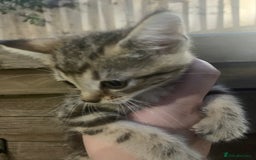 Persian cats for sale: Persian cross kittens 1GIRL1BOY NEED GONE ASAP - Image 2