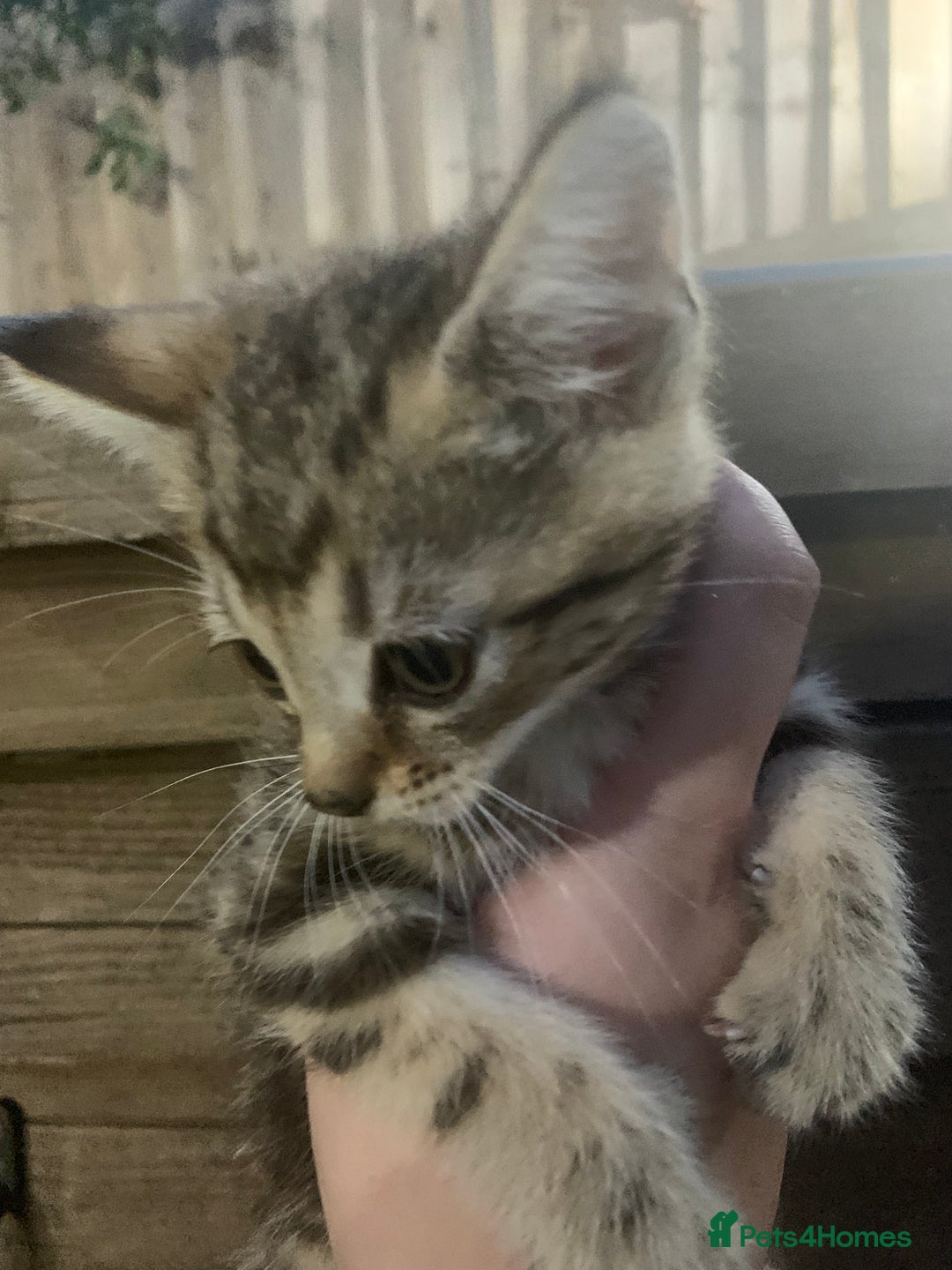Persian cats for sale: Persian cross kittens 1GIRL1BOY NEED GONE ASAP - Image 2