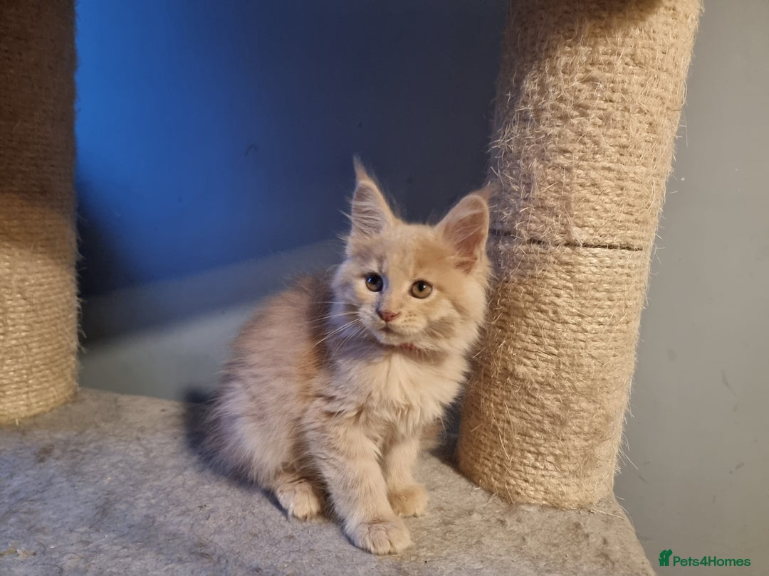 Maine Coon cats for sale: TICA REG.  Amazing kittens  - Image 9