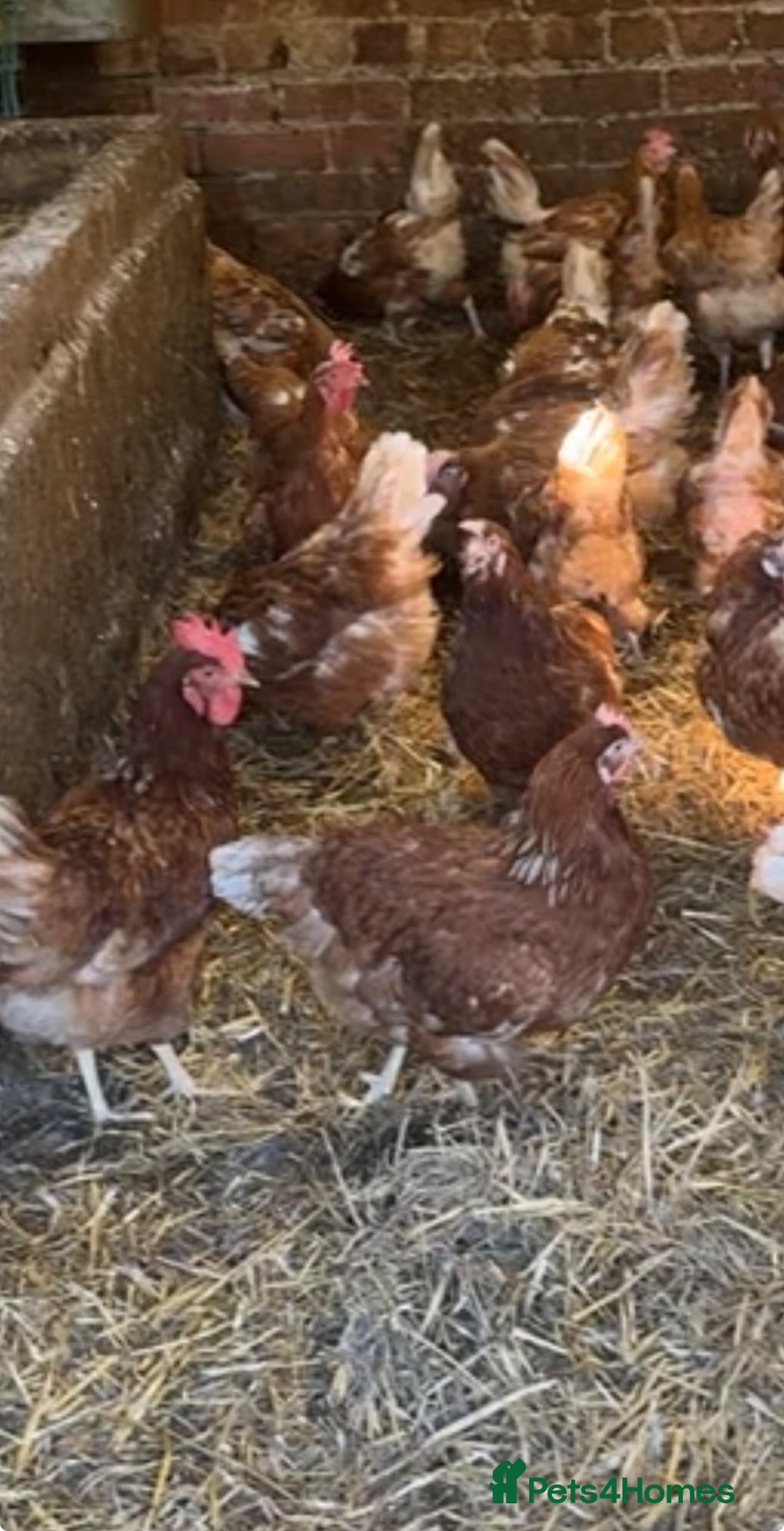 Chickens poultry Laying hens  - Advert 1
