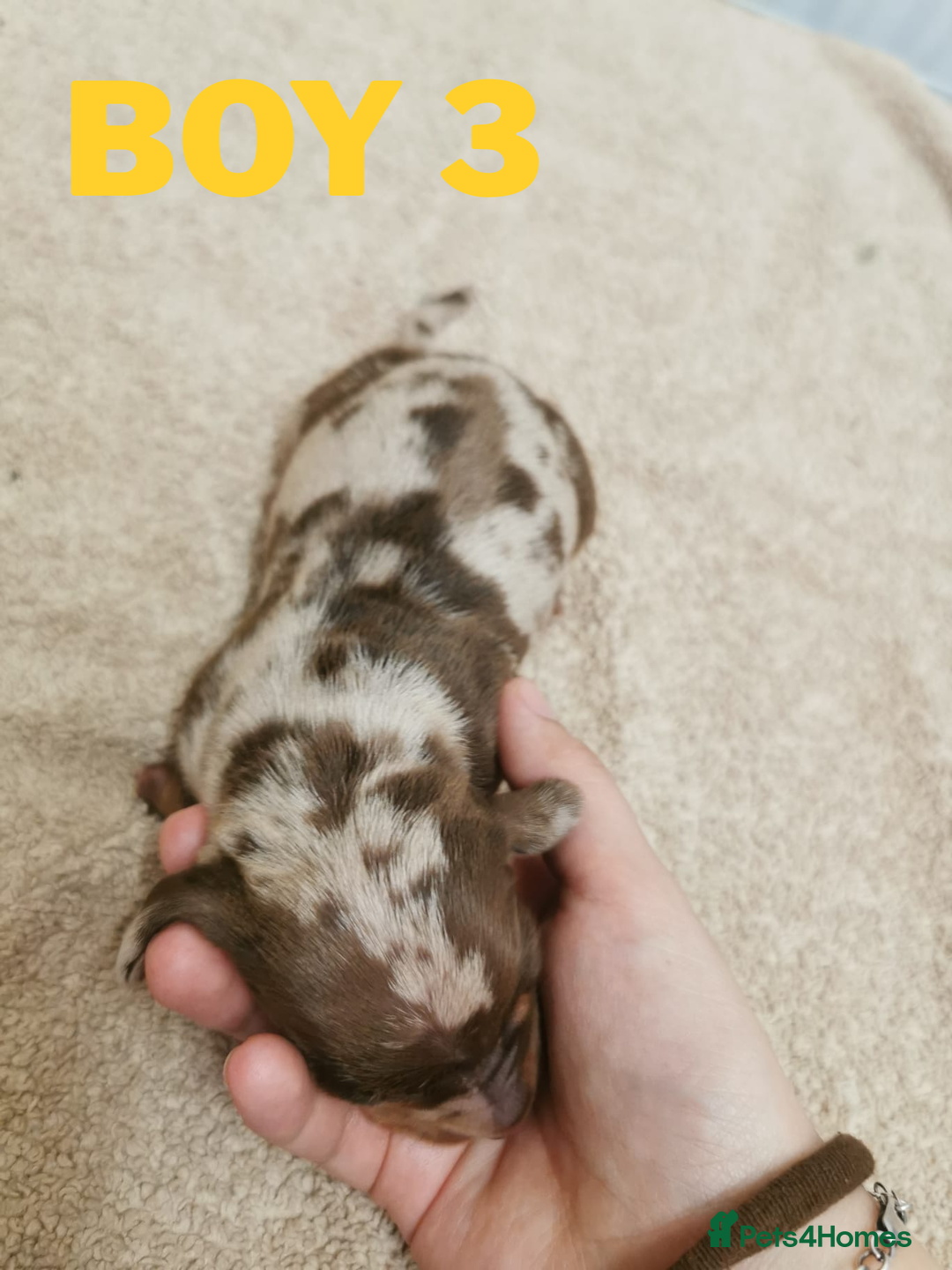 Miniature Dachshund dogs for sale: Beautiful mini dachshund boys 🐾 - Advert 6