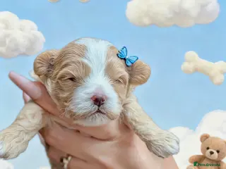 Maltipoo dogs 💫TOP QUALITY LUXURY F1 MALTIPOO PUPPIES🩷🩵🩷 - Advert 4