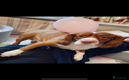 Cocker Spaniel dogs for sale: Free Cocker Spaniel to good home - Image 3