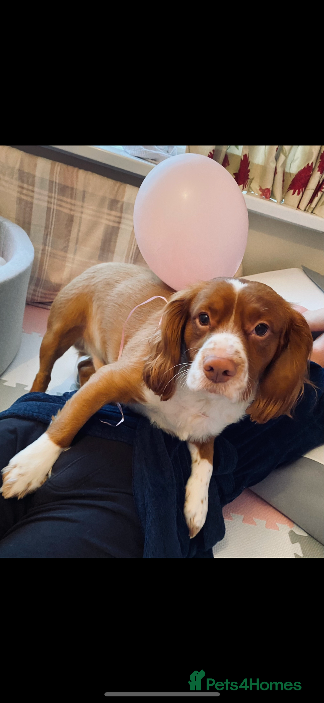 Cocker Spaniel dogs for sale: Free Cocker Spaniel to good home - Image 3