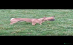 Mixed Breed dogs for sale: Rocky - Image 3