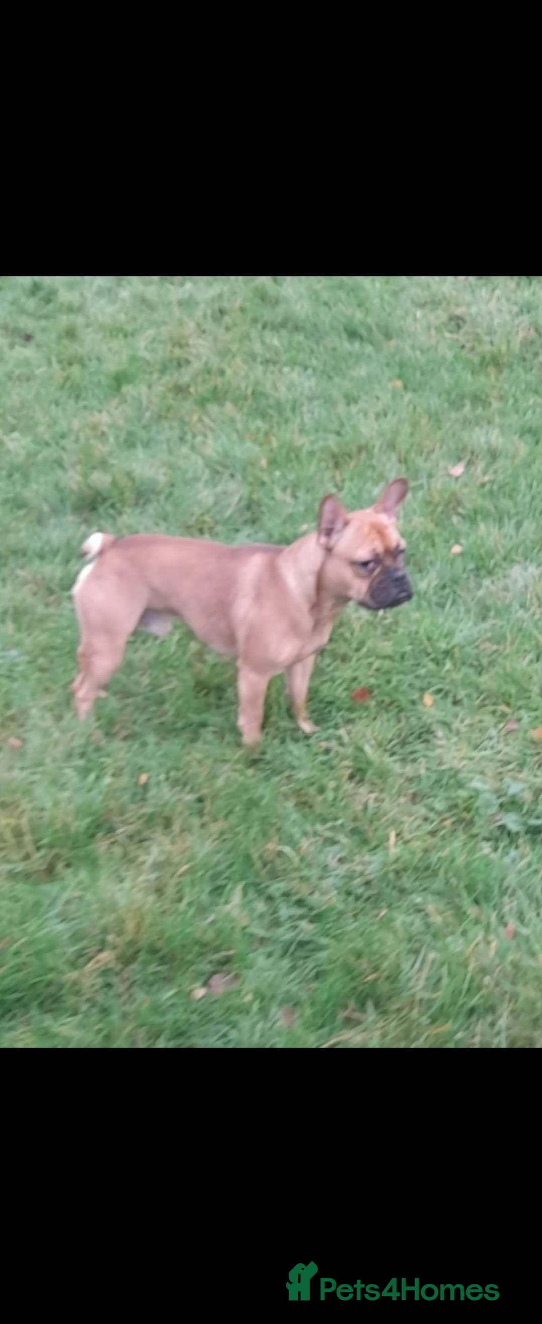 Mixed Breed dogs for sale: Rocky - Image 3