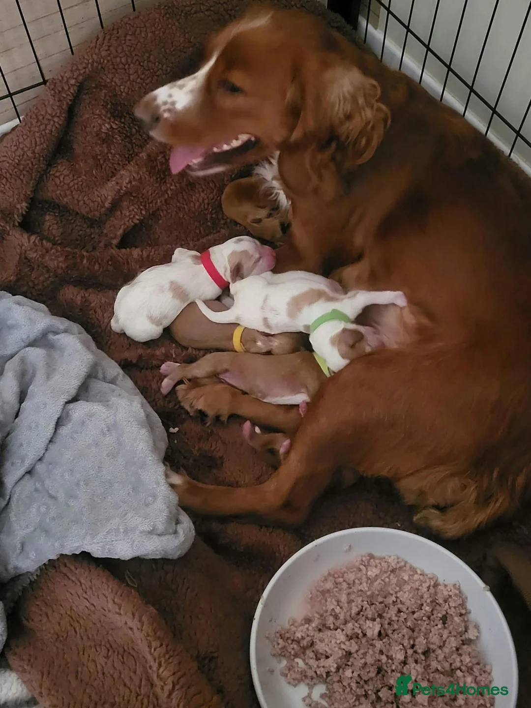 Cocker Spaniel dogs for sale: working cocker spaniels in Ashington - Advert 1