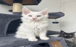 Maine Coon cats for sale: 😻😻beautiful Maine coone 👑👑😻♥️♥️ - Image 6