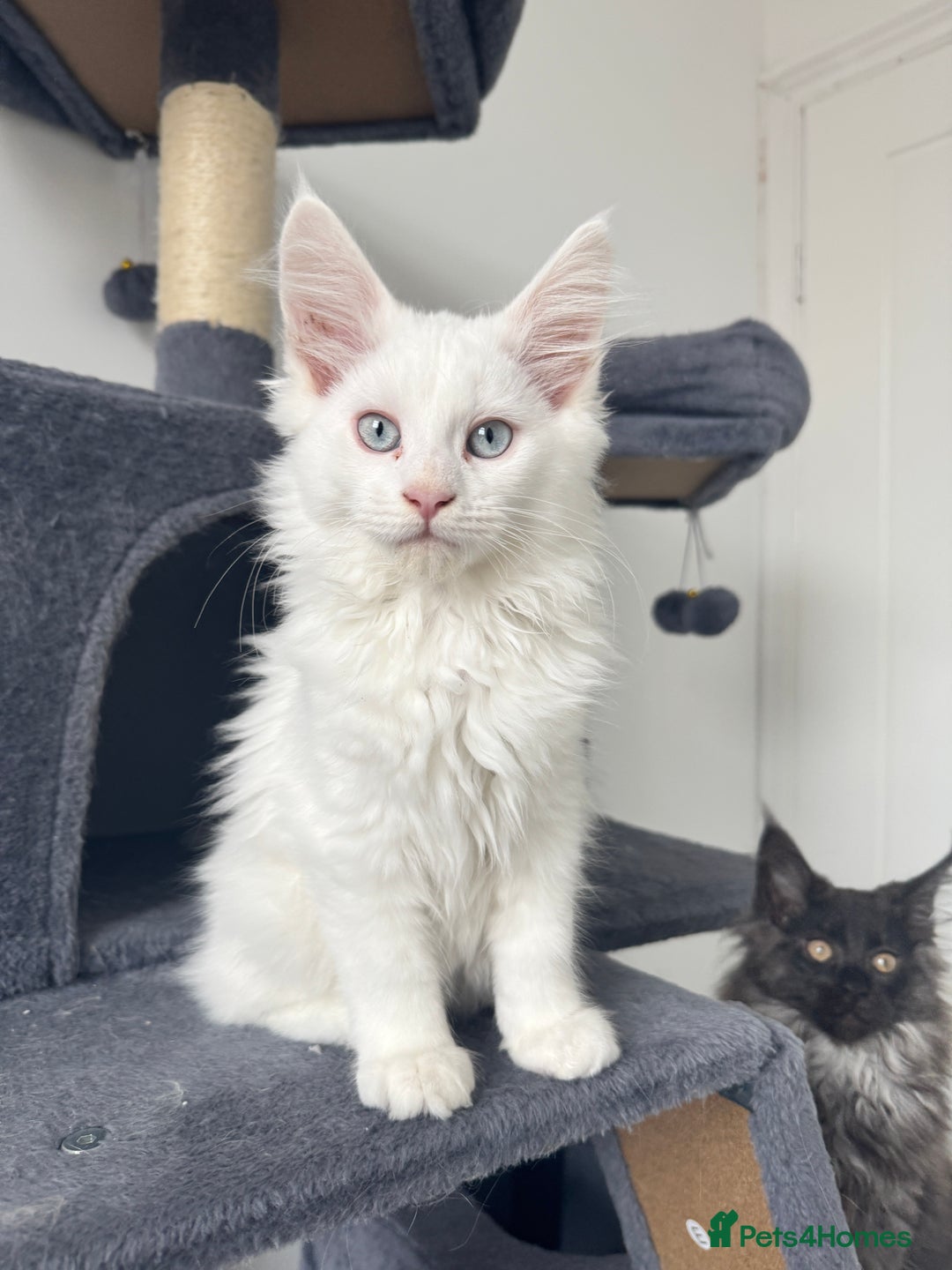 Maine Coon cats for sale: 😻😻beautiful Maine coone 👑👑😻♥️♥️ - Image 6