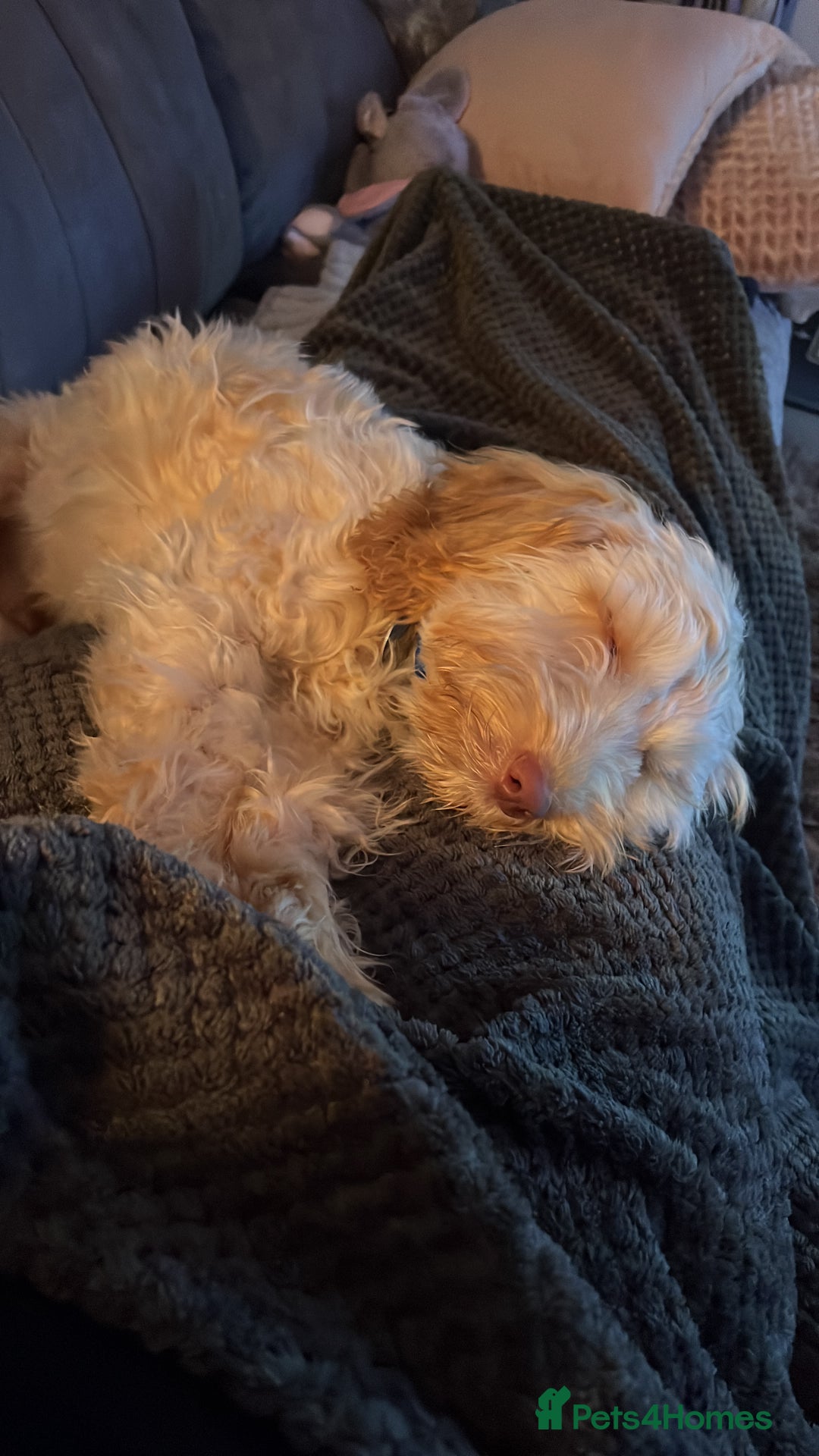 Cockapoo dogs for sale: F3 6 Month Old Cockapoo (Ralph) - Advert 3